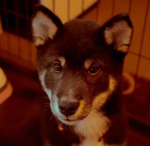 柴犬 — GaitOneマスコットのモチーフ